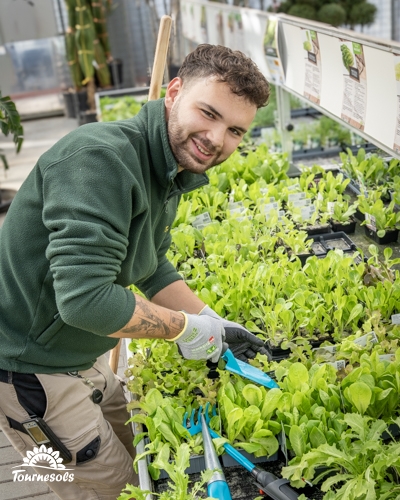 Un homme souriant jardine dans une serre, utilisant des outils à main bleus pour entretenir des plants de laitue.